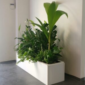 SONJA PLANT 30